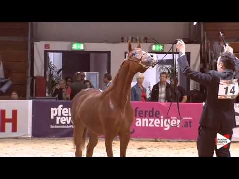 N.14 HENA - Wels 2015 - Fillies 1 year old (Class 2B)