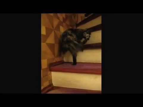 חתול רודף אחרי הזנב של עצמו