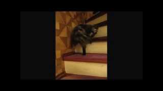Смотреть онлайн Котик поднимается по лестнице пританцовывая