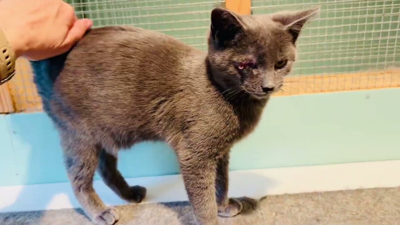 Enlarge Fish, an adopted mixed breed in CLINTON, NJ video 6/6