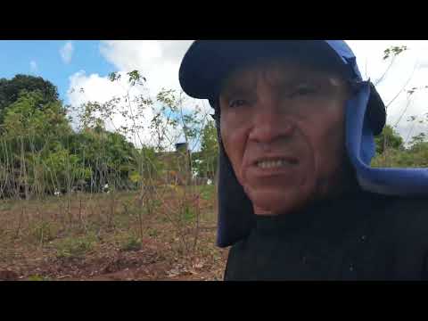 Aguando os pezinhos de macaxeira aqui na Paraíba chama macaxeira 