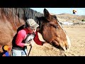 Horse Stops Woman From Taking Her Own Life The Dodo