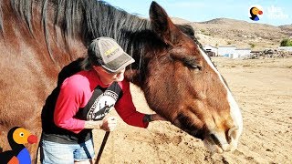 Horse Stops Woman From Taking Her Own Life | The Dodo