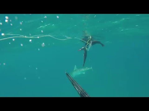 Pesky Tiger Shark 3/24/16