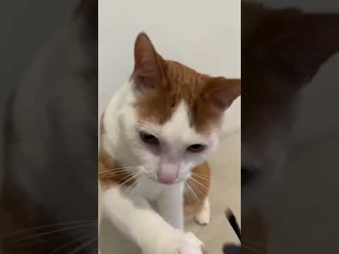 Funny moments of cut puppy's 😻🐶🐵🐈#viralshort