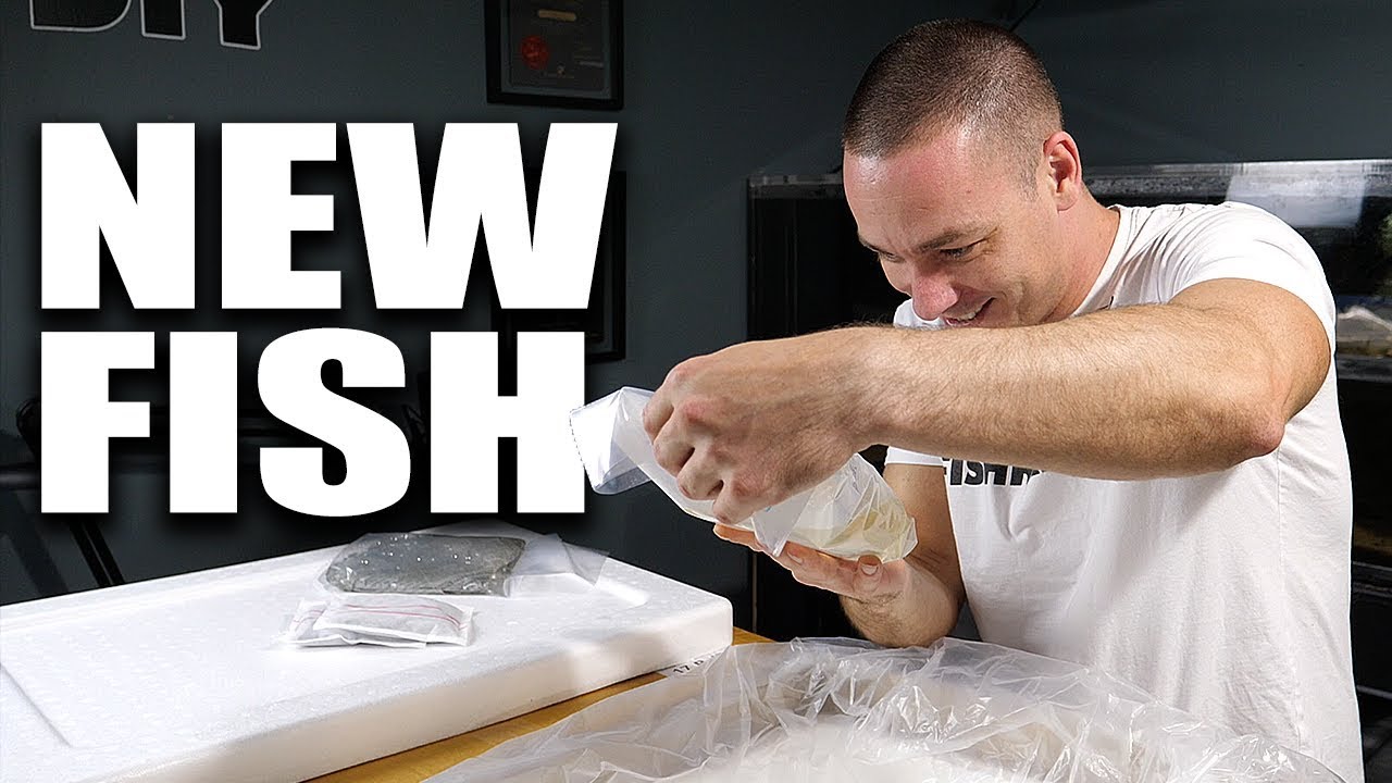 AQUARIUM FISH UNBOXING