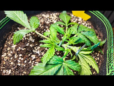 Cannabis Folter - Low Stress Training (LST) & Topping für Automatics | Purple Skunk Auto