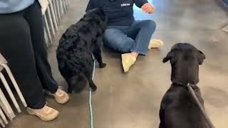 Video preview image #1 Rottweiler Puppy For Sale in Hillsboro, NH, USA