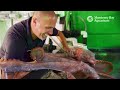 Stuck On You Caring For Our Giant Pacific Octopus