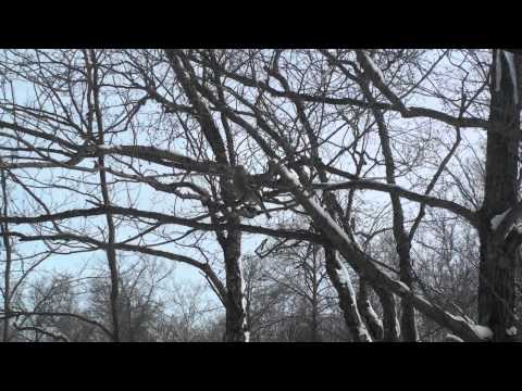 Female Pine Grosbeak