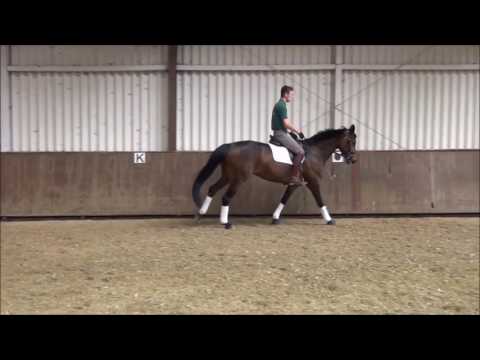 Braune Stute Sissi von PRH Sarkozy