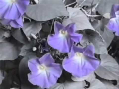 Howard Jones I.G.Y. International Geophysical Year