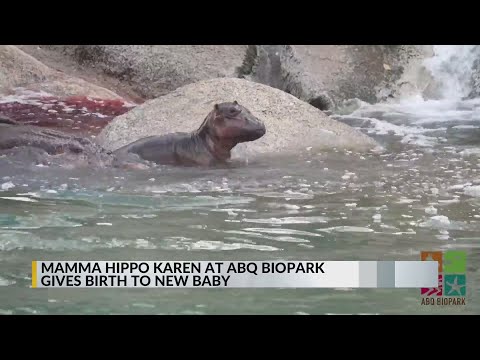 ABQ BioPark welcomes brand new baby hippo - YouTube