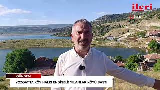 Yozgat'ta köy halkı endişeli! Yılanlar köyü bastı | İleri Gazetesi