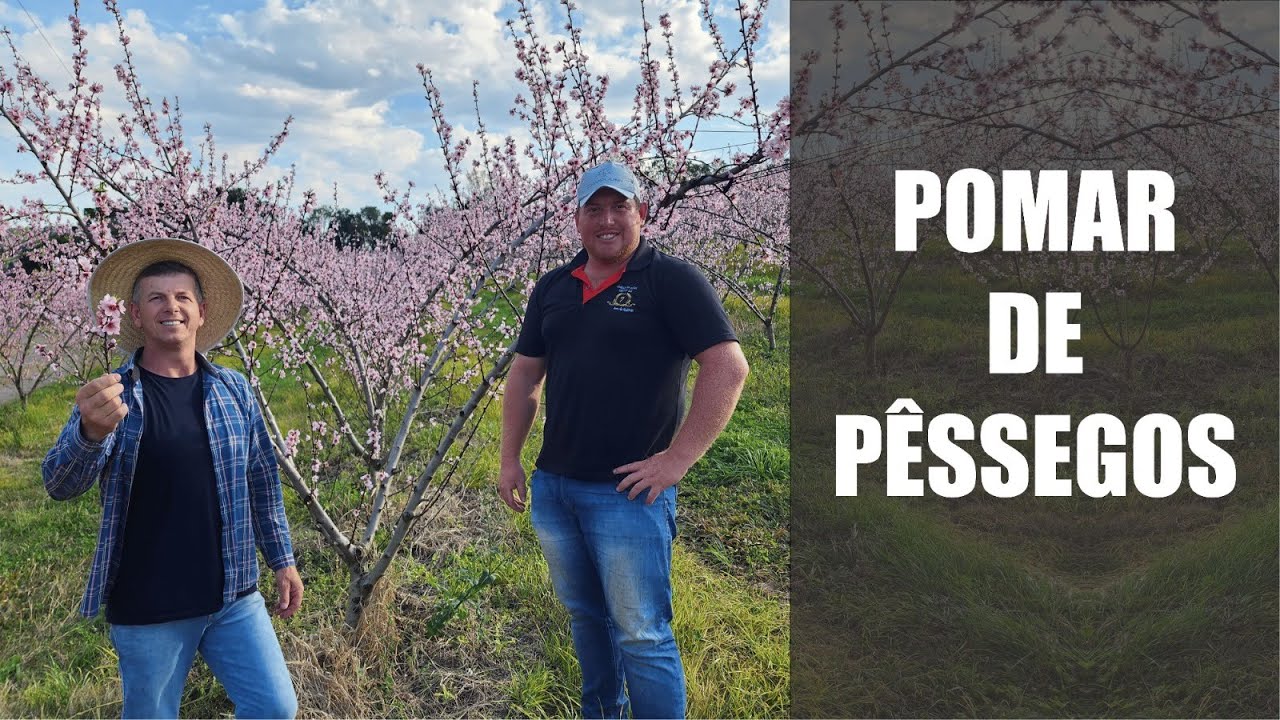 Pomar de Pêssegos
