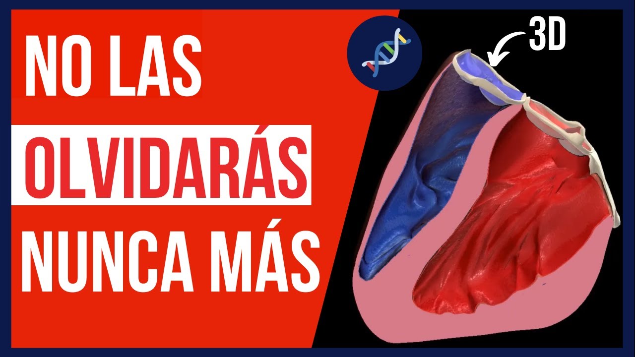 VALVULAS del CORAZON: Mitral, Tricuspide, Aortica y Pulmonar❤️ FACIL Modelo en 3D