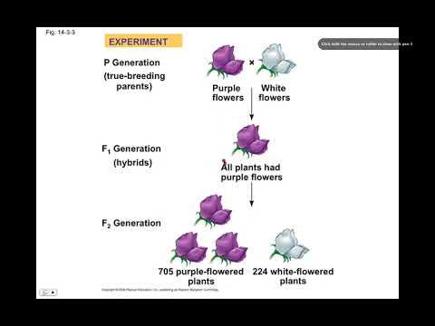 Punnett Square, BIO105 Introductory Biology, David Champlin, USM