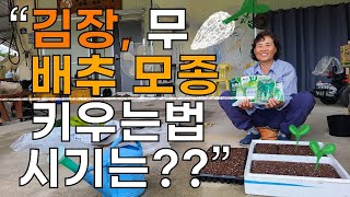 김장 무 배추 모종 쉽게 키우는방법 노하우, 시기는? - 텃밭농사 귀농귀촌 radish cabbage see…