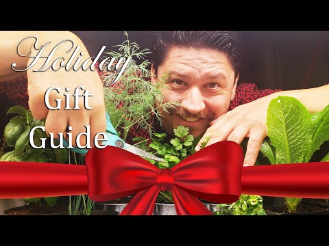 Growing Indoor Ginger Sprouted From Store Bought 2020