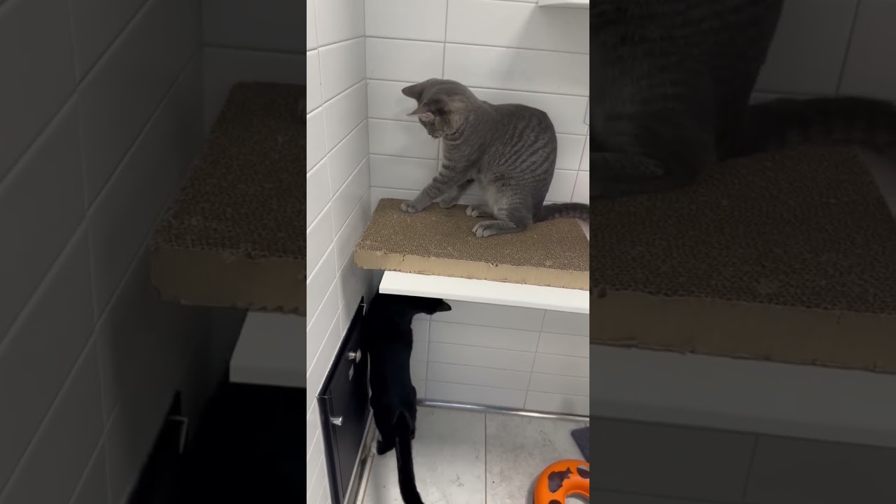 Meebies, a Adoptable mixed breed in New Orleans, LA video 5/5