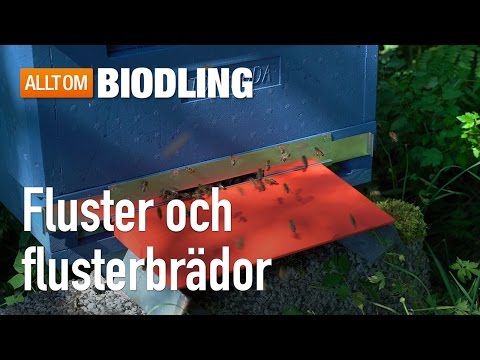 Fluster och flusterbrädor  - Biredskap - Biodling