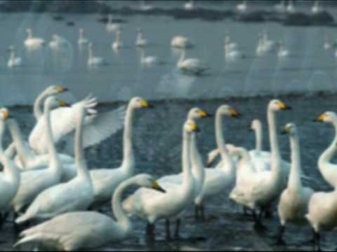 El Lago de los Cisnes - Chaikovski