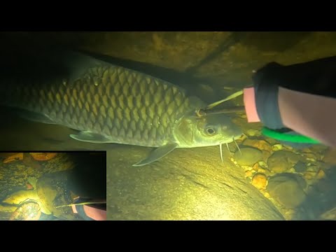 Nembak ikan maser dan labi labi pada malam hari