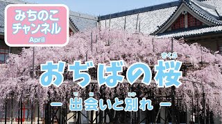 【特別企画】おぢばの桜　－出会いと別れ－