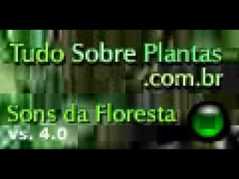 [TudoSobrePlantas] Sons da Floresta - Ravel