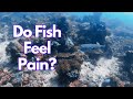 Do Fish Feel Pain? By Phil Halper