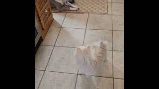 Video preview image #1 Siberian Husky-Unknown Mix Puppy For Sale in Fargo, ND, USA