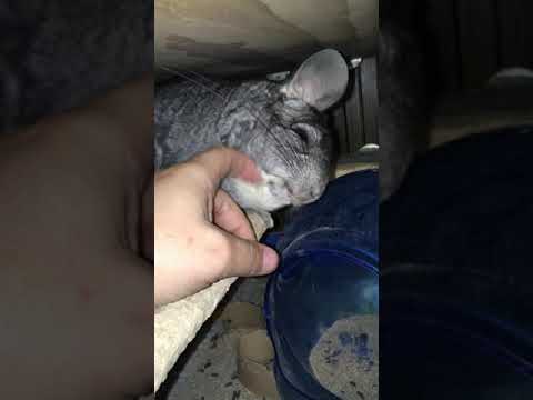 Cheechee, an adopted Chinchilla in Wolcott, IN_image-1