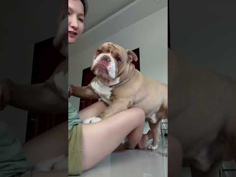 เสี่ยชอบให้จกพุงติคับ🤣 #อเมริกันบลูลี่ #americanbully #ทาสหมา #ไฮไลท์ #dogs #รักหมา #reels
