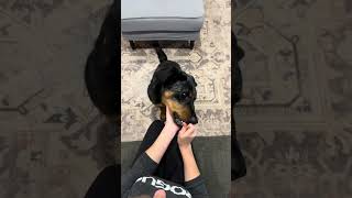 Chin Rest Demo #dogbehavior #dogtraining #cooperativecare