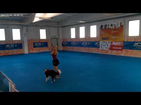 GARA DOG DANCE ACSI CLASSI FUN