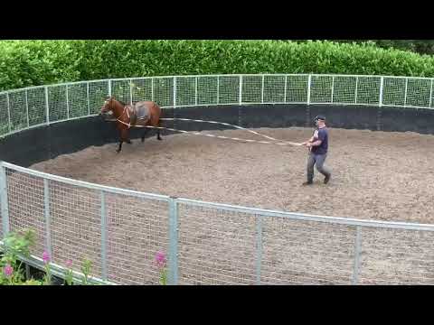 Video 8