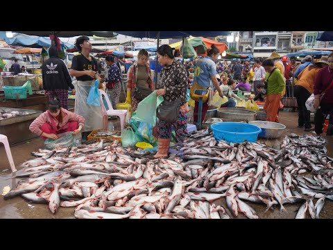 Chbar Ampov Fish Market In The Morning - Plenty Alive Fish, Dry Fish, Seafood & More In Fish Market