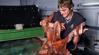 Why We&#39;re Suckers for the Giant Pacific Octopus