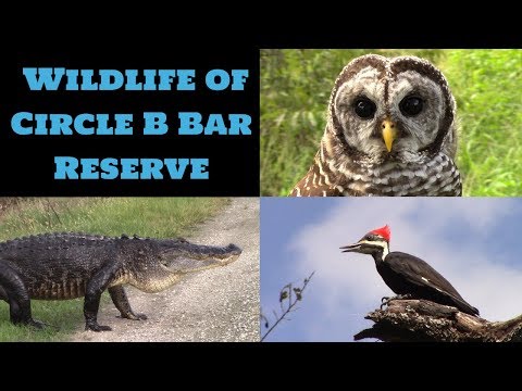 Circle B Bar Reserve - Wildlife Guide (81 Species!)