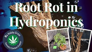 Root Rot in RDWC Hydroponic System - Cannabis Garden with Root Rot
