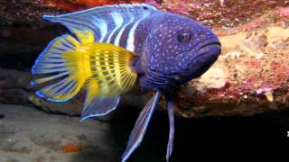 Ocean Beauties - Pps cua Hy Van.wmv