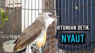 Download lagu trucukan gacor TARUNG ROPEL PANJANG pancingan trucukan agar bunyi jadikan burung trucuk gacor EMOSI mp3 Download lagu trucukan gacor TARUNG ROPEL PANJANG pancingan trucukan agar bunyi jadikan burung trucuk gacor EMOSI mp3