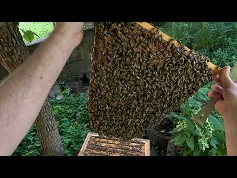 20.08.23 - Kontrolle Doppelkönigin