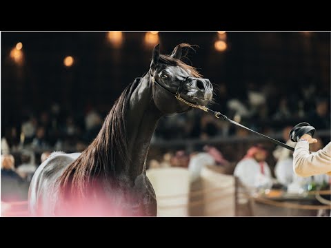 The Black Arabian D HAYEL conquers the Silver Champion title at GCAT Ajman 2025