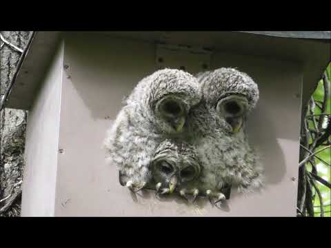 Two? Nope! THREE barred owlets for 2022!