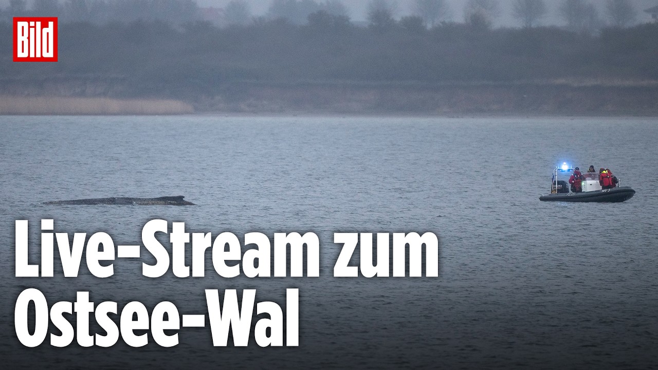 🔴 Live-Stream: Wasserschutzpolizei und Experten beim gestrandeten Wal in der Ostsee