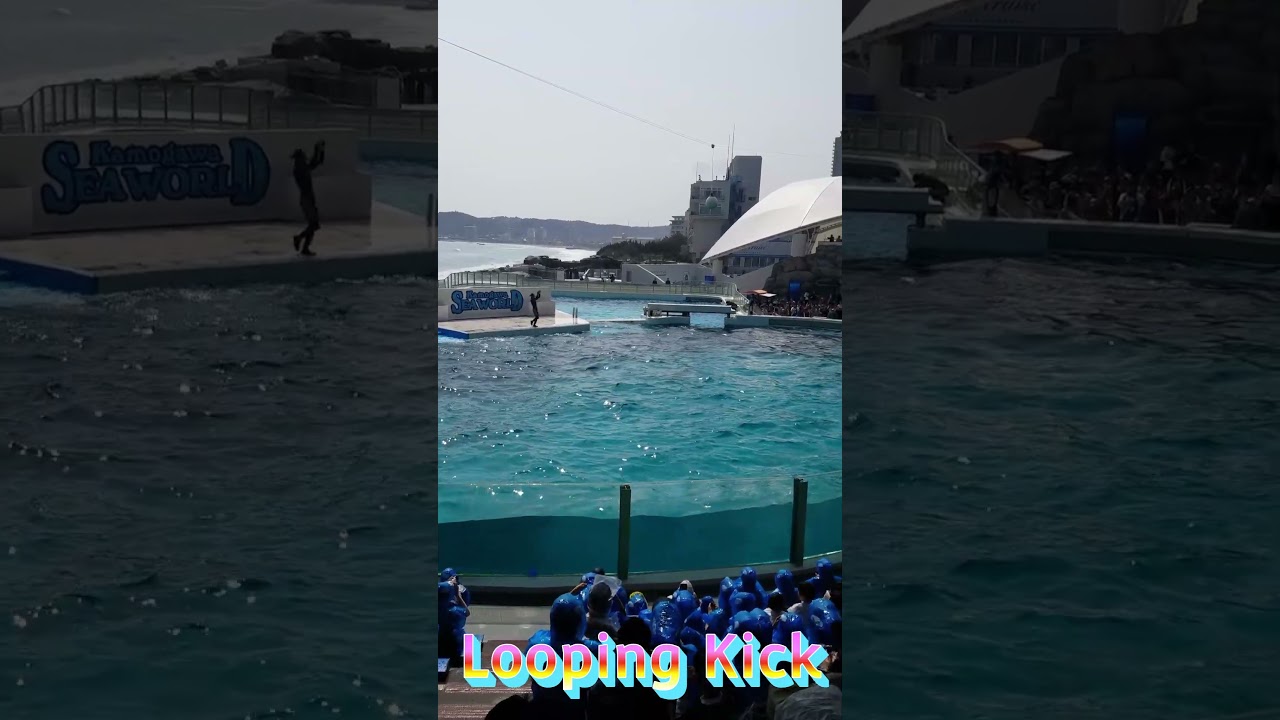 ラビーちゃんのパワフルルーピングキックサイコ～🥰 #Shorts #鴨川シーワールド #シャチショー #鴨シー #orca