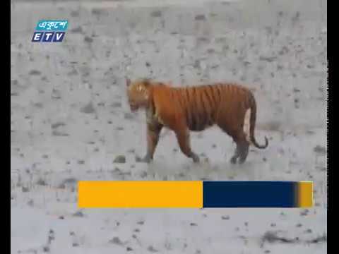 ১০০ তে নেমেছে দেশে টাইগারের সংখ্যা