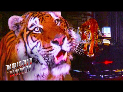 KITT VS Tiger | Knight Rider