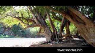 preview picture of video 'Socotra island, Yemen 2010'